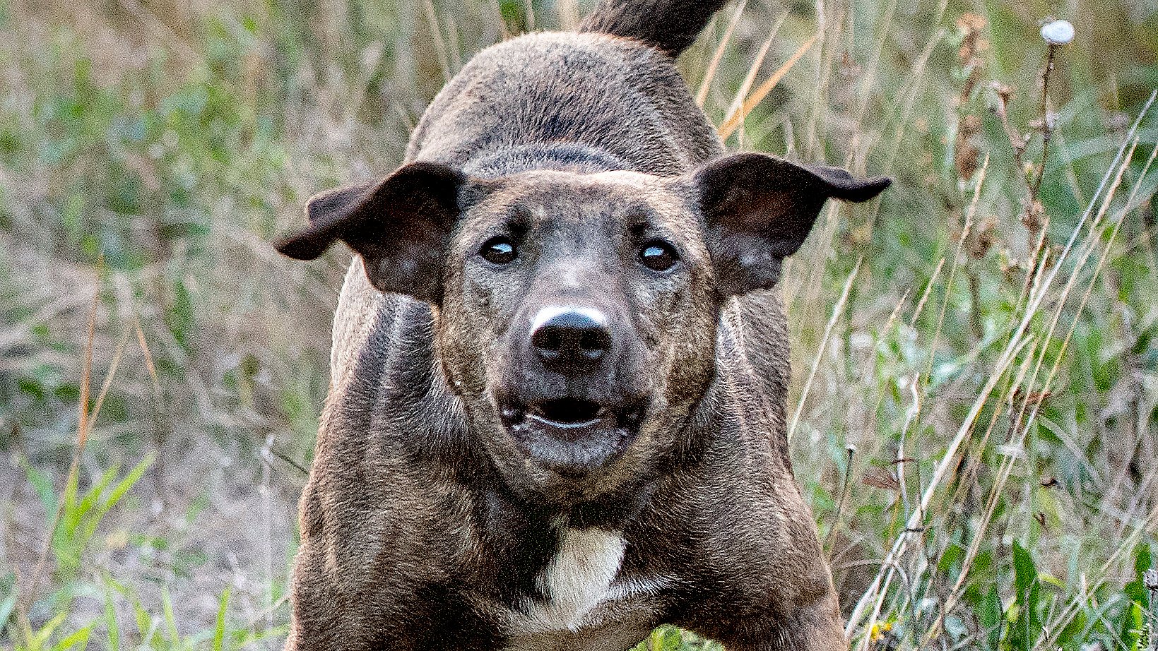 Observere mandig skuffet Løse hunde jagter vildt i Thy: Bed grævling ihjel | TV MIDTVEST