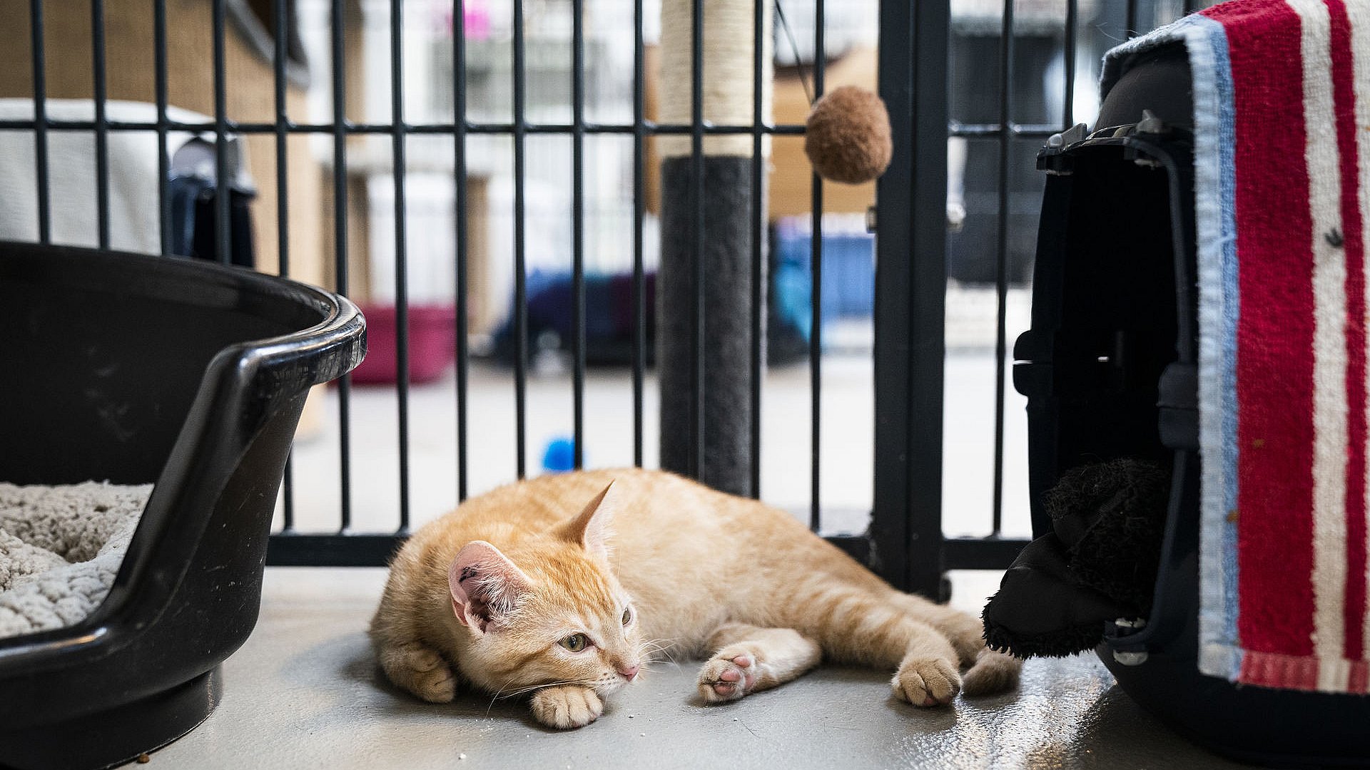 Dyreinternat satte Antallet af dumpede katte stiger år for år | TV MIDTVEST