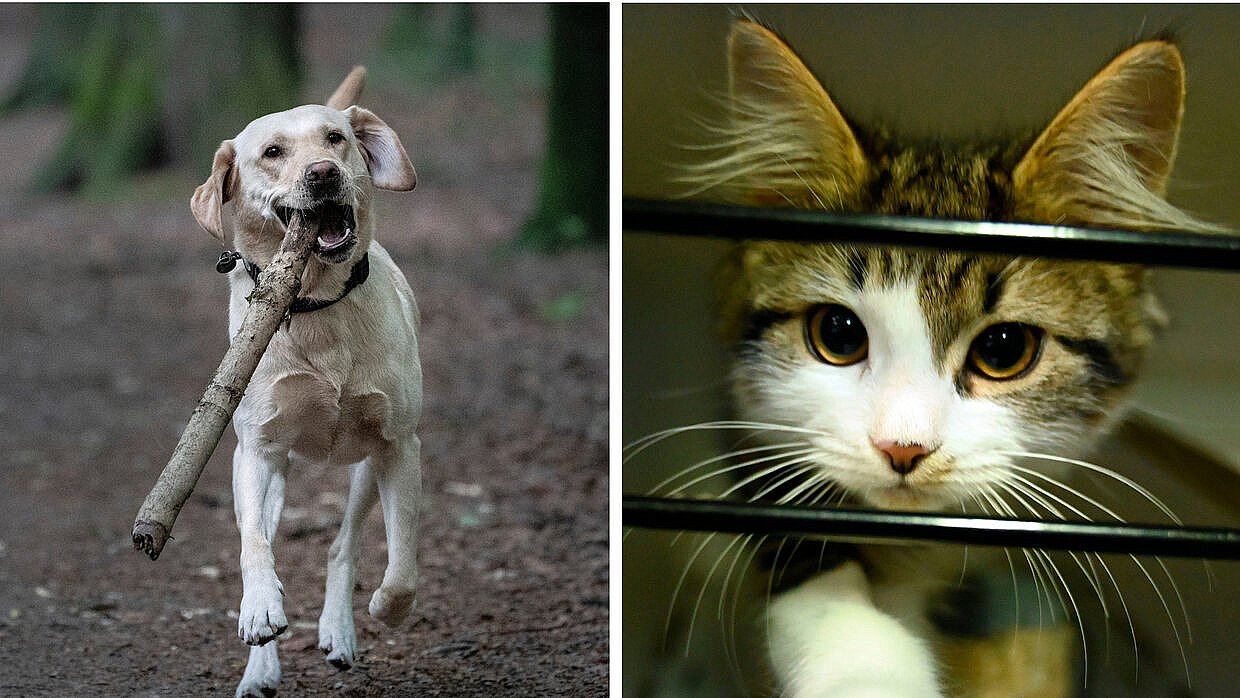 Hunde og katte kan også blive smittet her er, hvad du skal vide om kæledyr | TV MIDTVEST