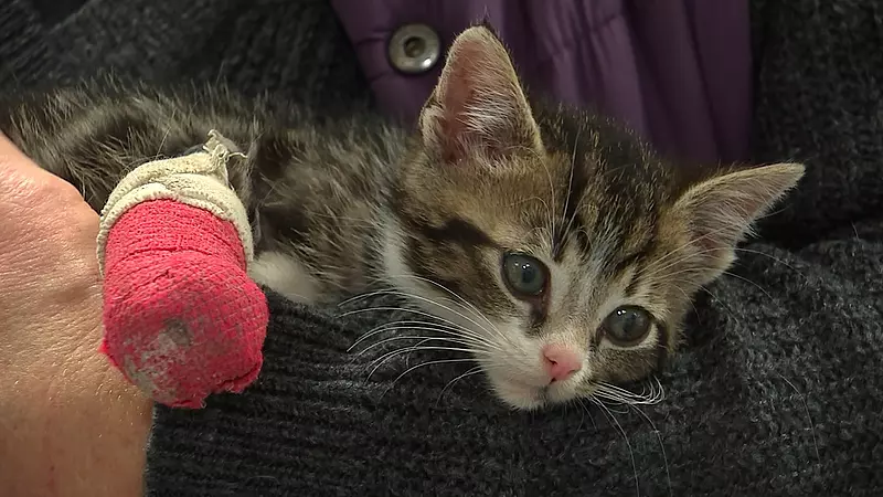 Dyrlæge fik nok af aflivninger nu sørger hun hjem til tusindvis af katte | TV MIDTVEST