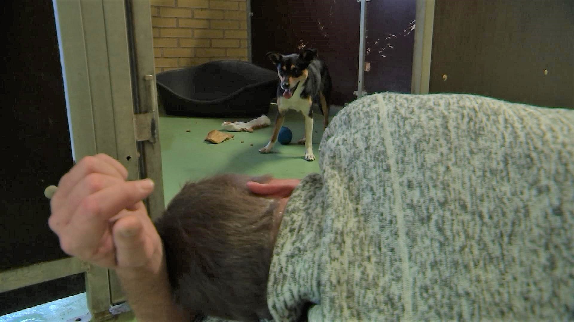 husdyr Opførsel tage Vagabondhunden Berta gik fra Tyskland til Skagen | TV MIDTVEST