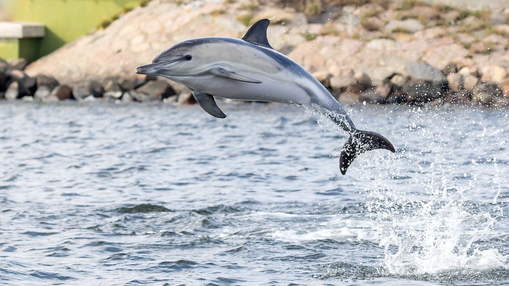 Tæt forhold mellem kajakroer og delfin: - Jeg et venskab TV