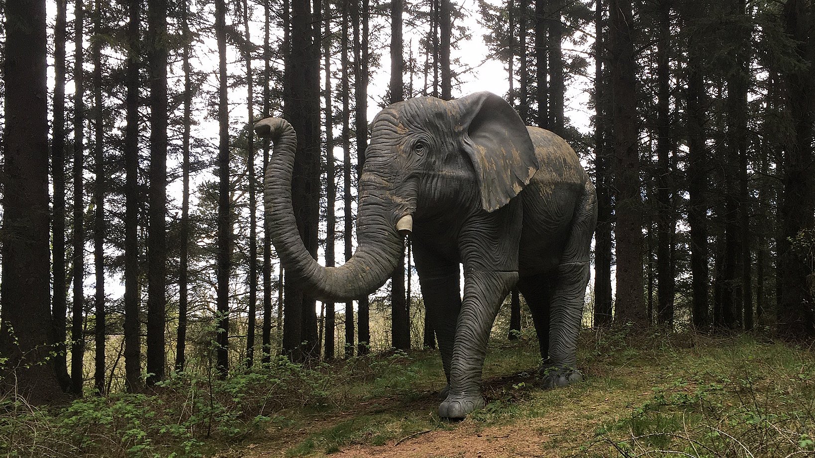 Fire meter stor elefant meldt stjålet uenighed hvem ejeren | TV MIDTVEST