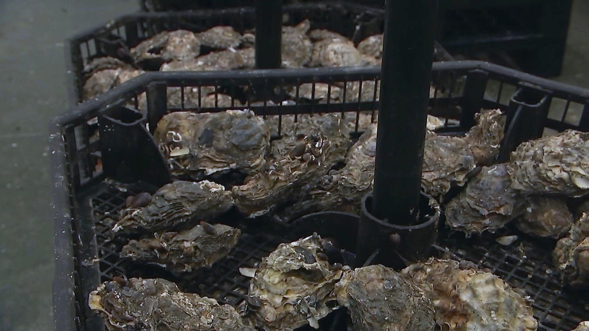 Salget af østers boomer: Vi har aldrig set så mange ordrer | TV
