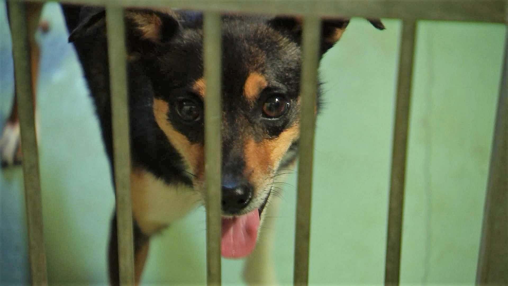 Ingen ved, hun kommer fra: Nu leder man efter vagabondhunden Bertas nye hjem | MIDTVEST