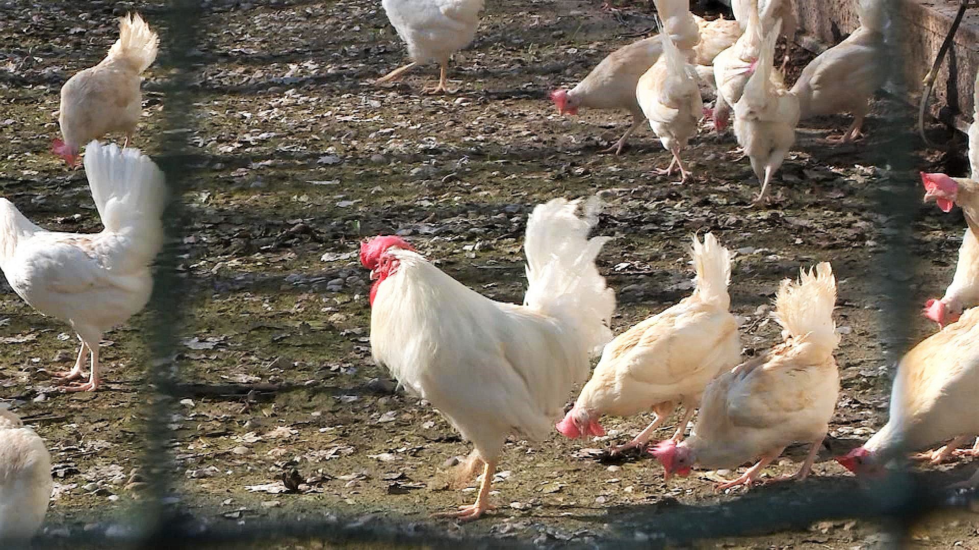 klokke kor fuldstændig Slut med restriktioner: 80.000 høns kom atter ud under åben himmel | TV  MIDTVEST