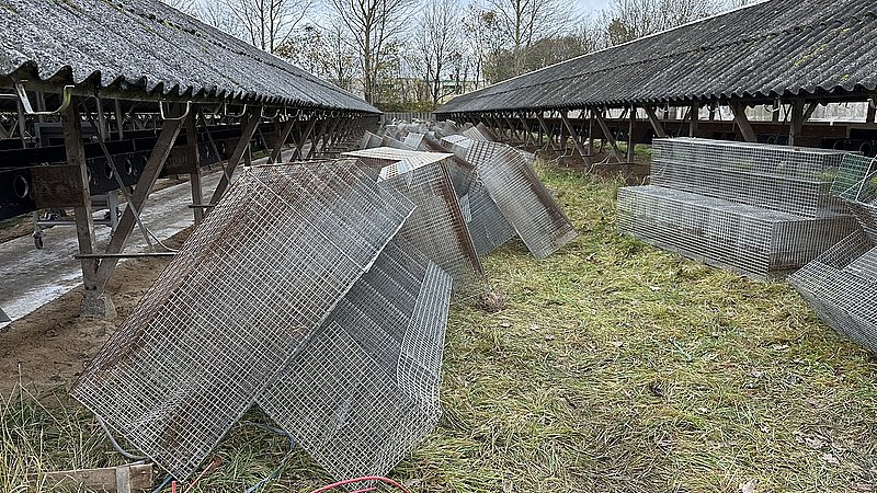 Minkavlere Er Med Til At Afgøre Erstatningssager Til Minkavlere | TV ...