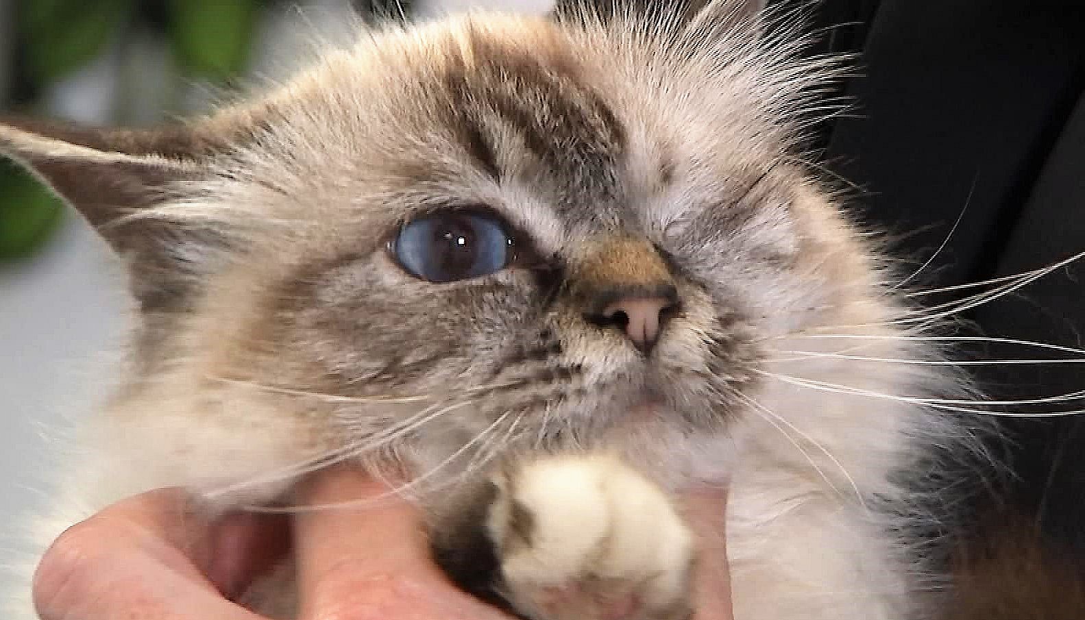Strædet thong bede region Enøjet kat bliver hos dyrlæge | TV MIDTVEST