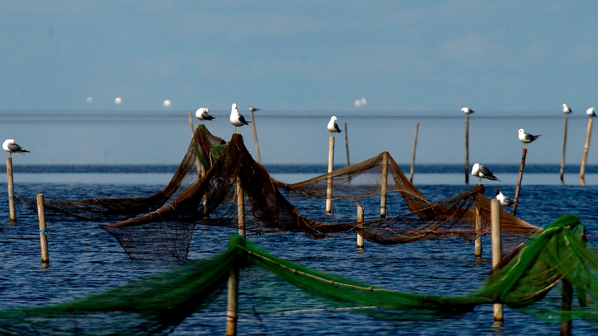 Meget matrix Serrated Tabt fiskegrej truer livet for fisk og skaldyr | TV MIDTVEST