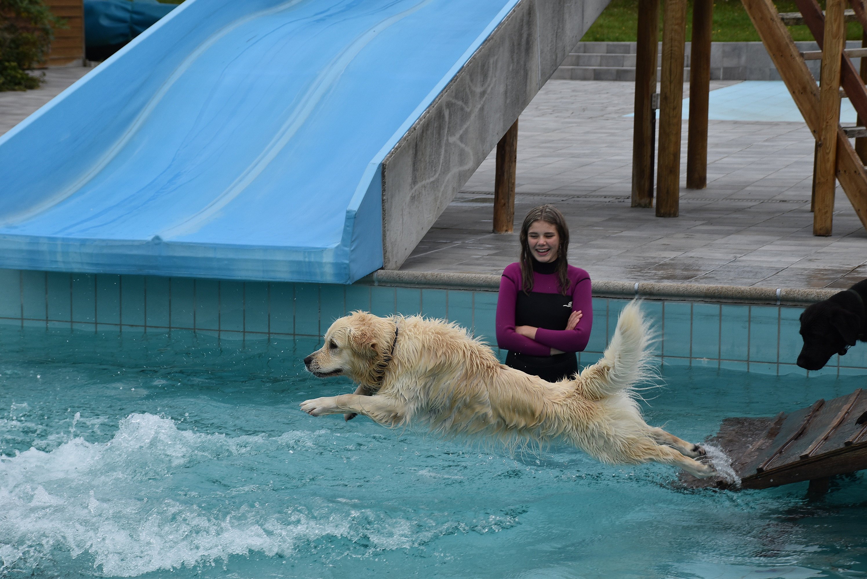 Badesæsonen er ovre: Inden poolen tømmes, får hundene til at tage sig en | TV MIDTVEST