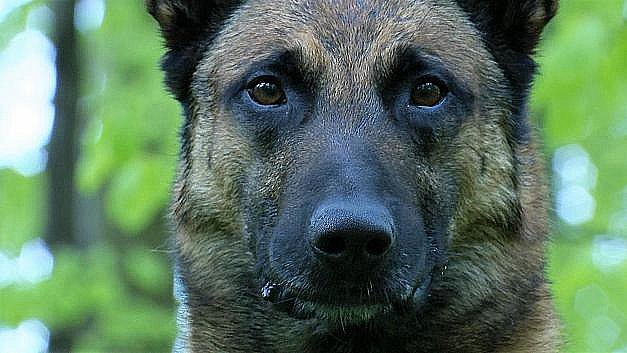 Slapper af Furnace komplet Narkohunden Pablo blev stjålet to gange - nu er han i Afghanistan | TV  MIDTVEST