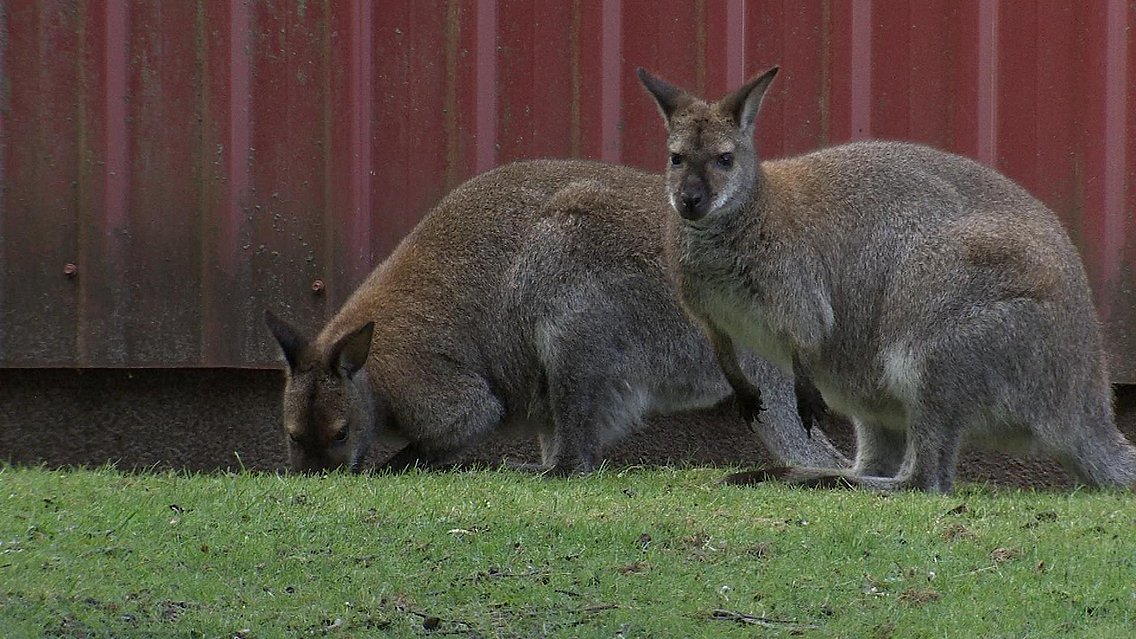 De er at fange og ikke særlig værd: Dyrehandler forstår ikke kængurutyverier MIDTVEST