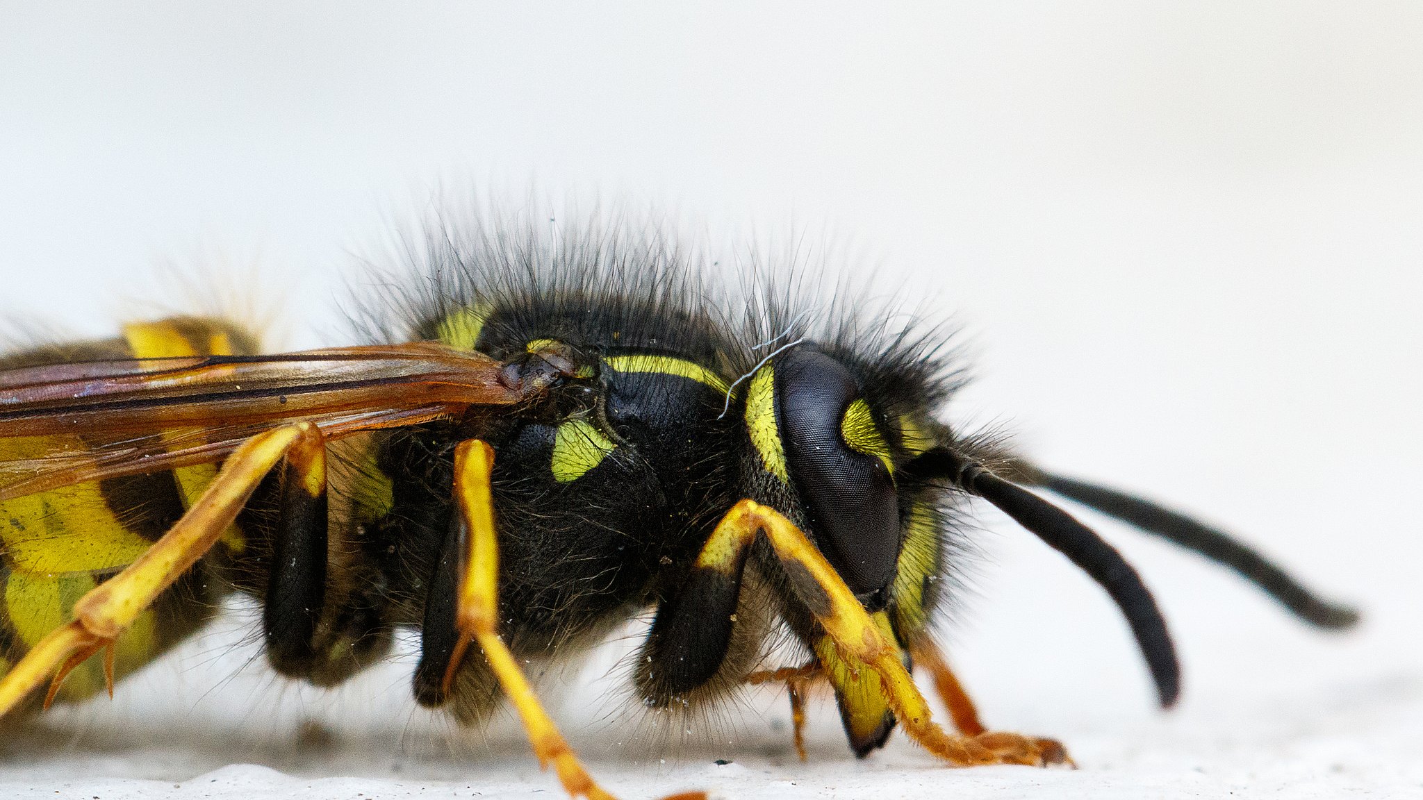 isolated-macro-shot-paper-wasp