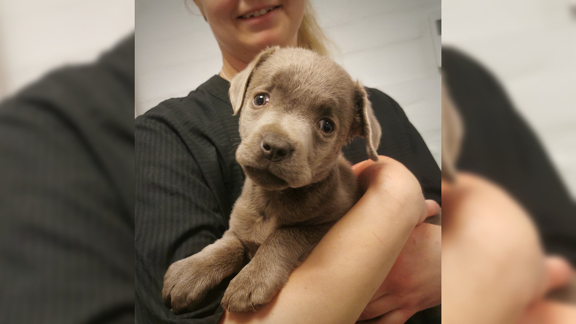 få bodsøvelser lejlighed Usædvanlig sag: Efterladt hundehvalp fundet i grøft | TV MIDTVEST