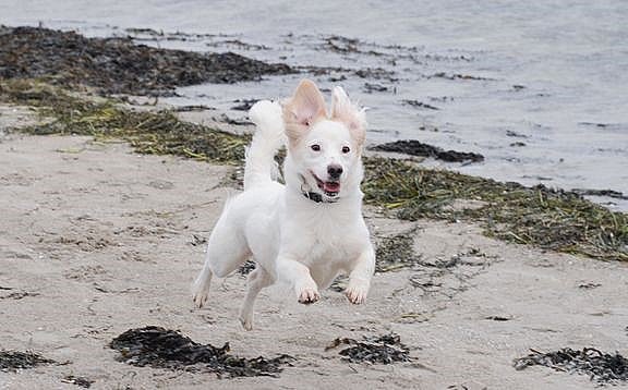 Nu træder sommerreglerne i kraft: Det koste 2000 kroner at din hund løs på stranden | TV