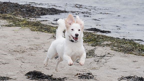 bent Converge Forfærdeligt Nu træder sommerreglerne i kraft: Det kan koste 2000 kroner at slippe din  hund løs på stranden | TV MIDTVEST