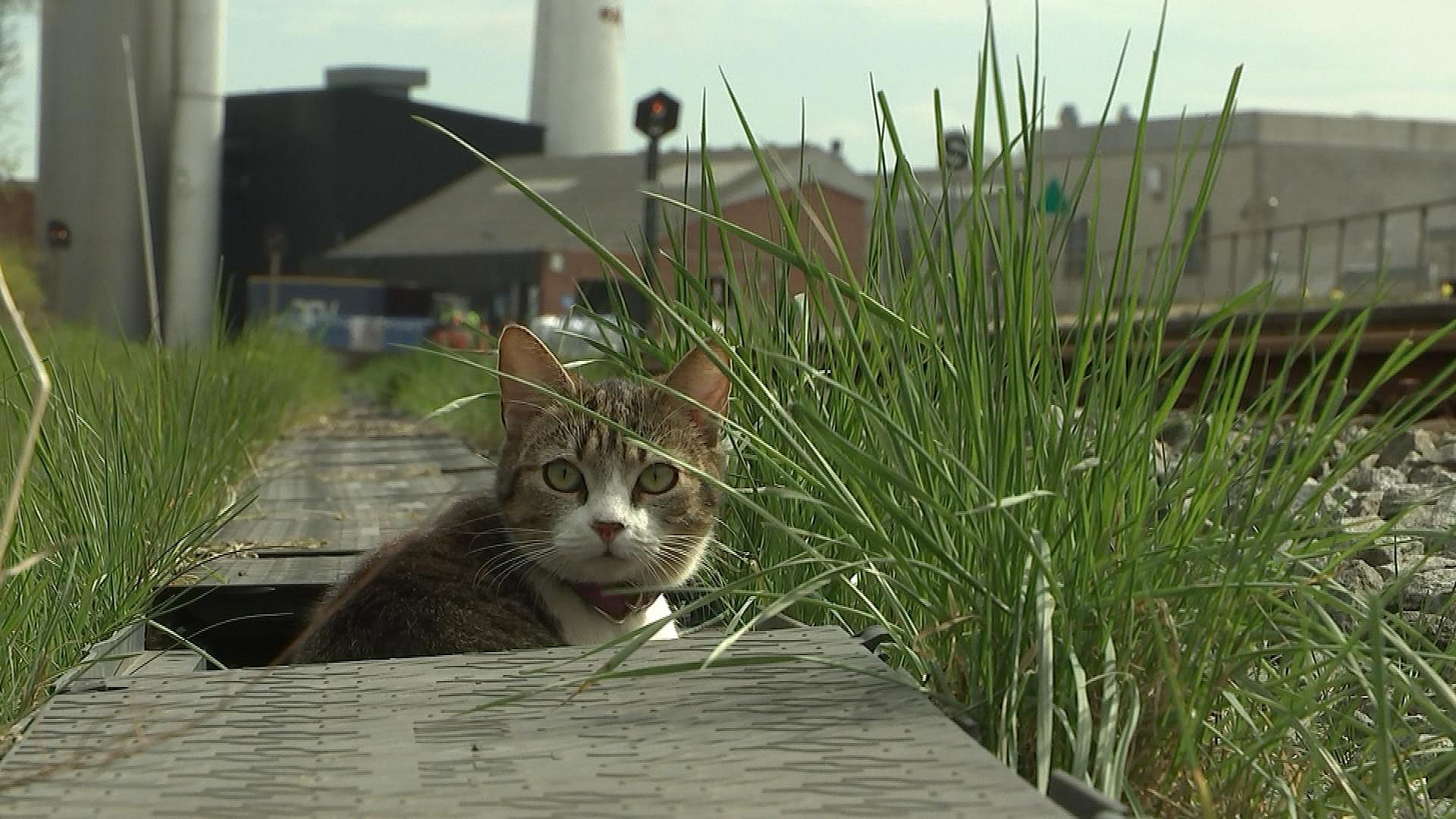 Hva' katten: Mille tager toget – gør det igen igen | TV MIDTVEST