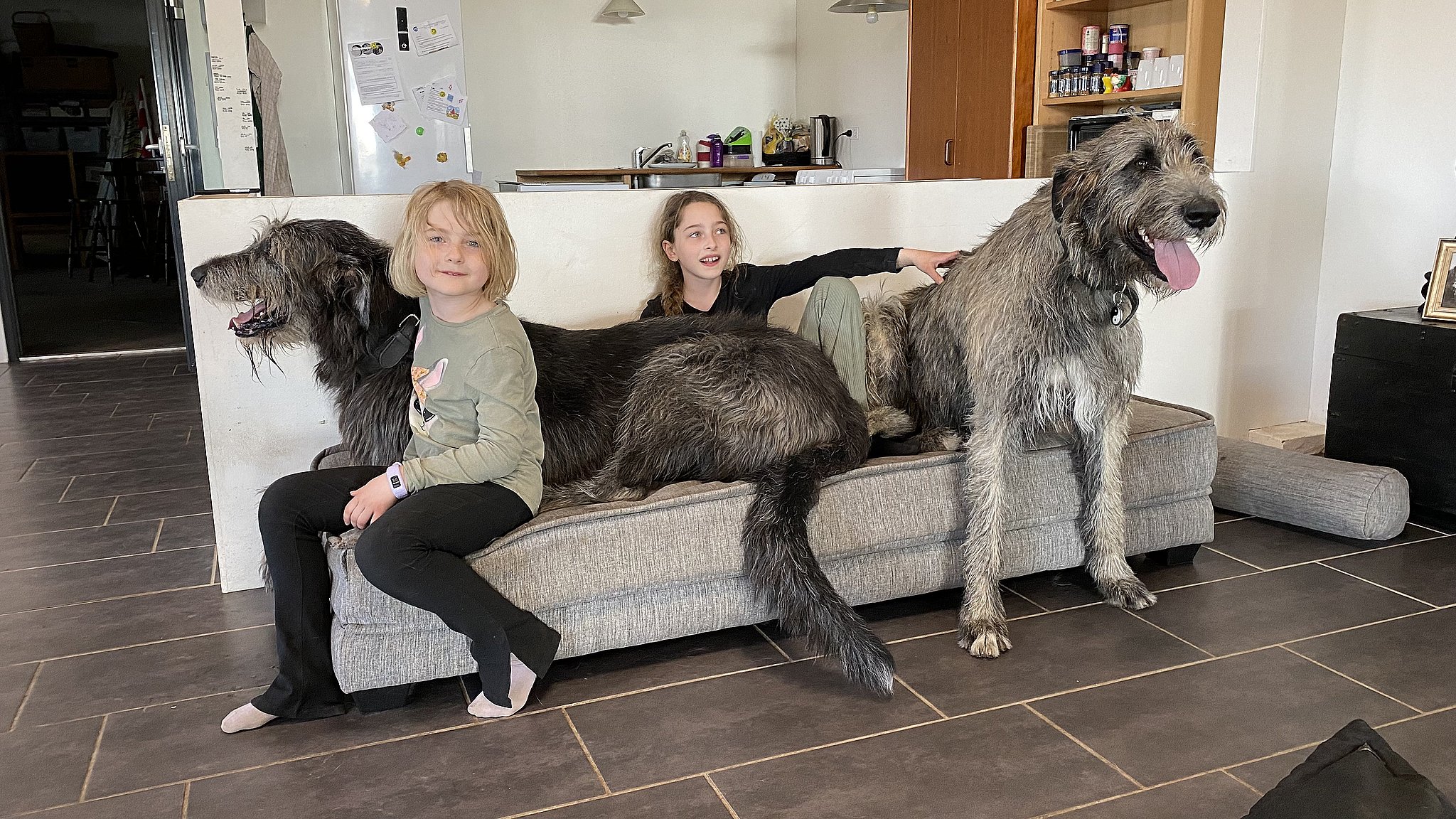 Cosy og Muse: Familiehunde størrelse med voksne | TV