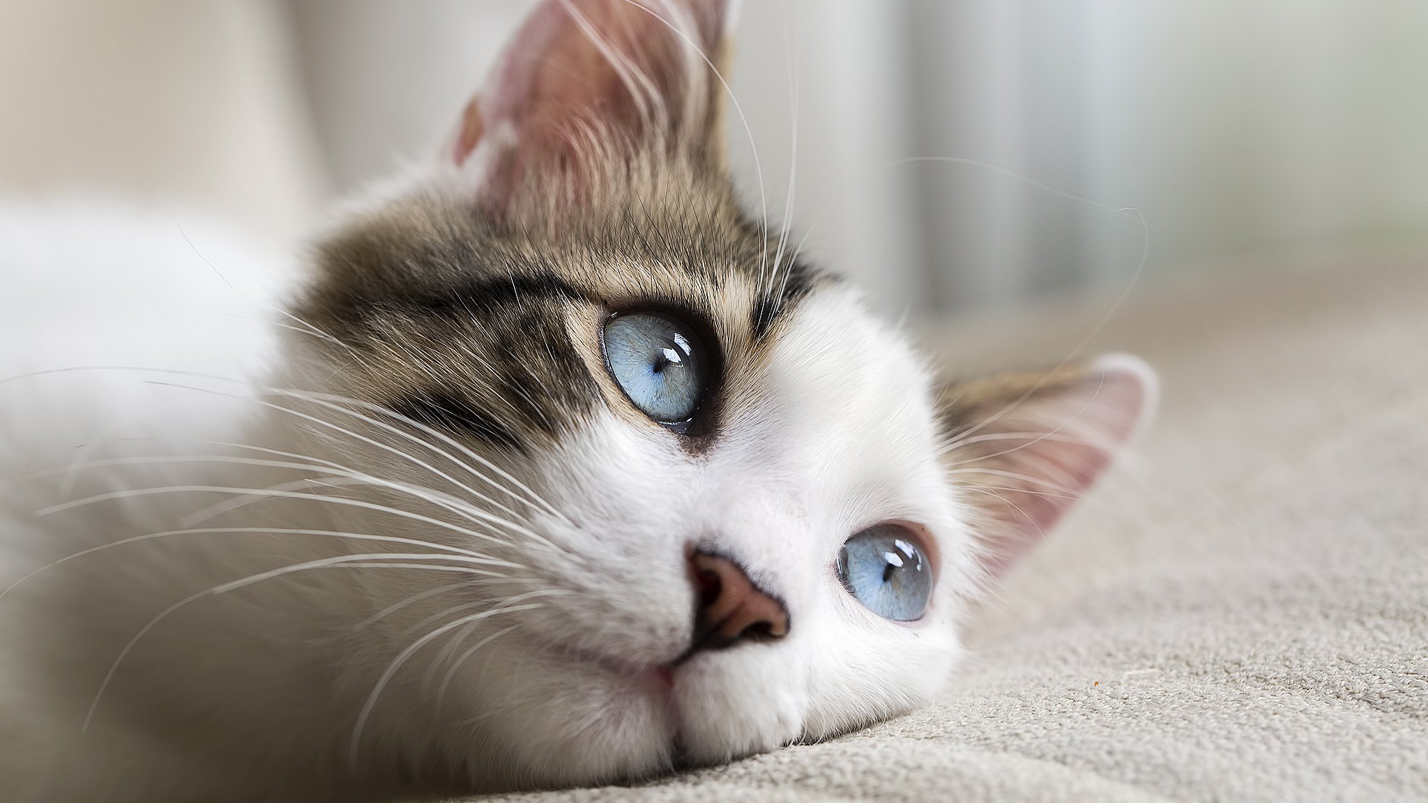 Smelte Torden Soak Test dig selv: Vidste du det om katten? | TV MIDTVEST